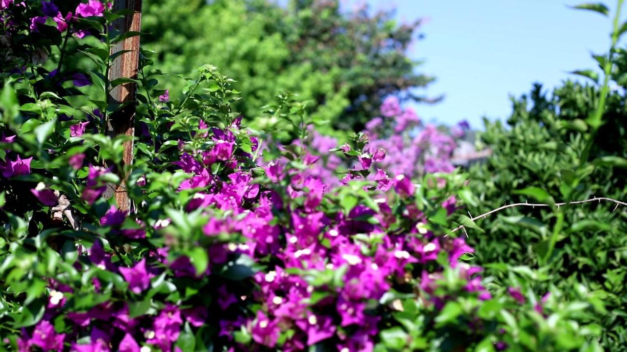 Flora Pansiyon Cirali Apartment Kemer Luaran gambar