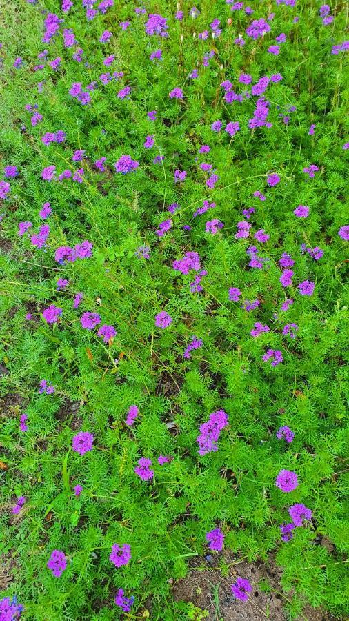 Flora Pansiyon Cirali Apartment Kemer Luaran gambar