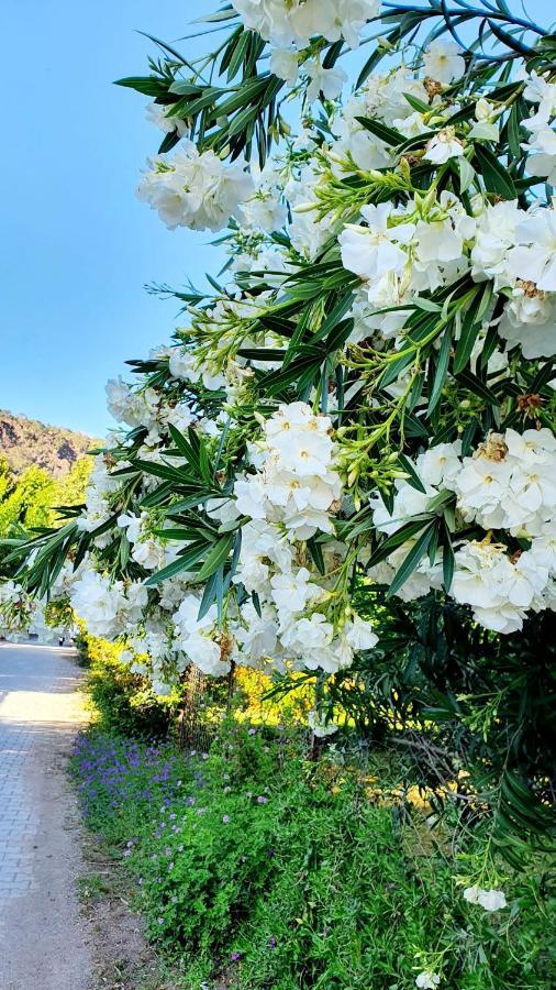 Flora Pansiyon Cirali Apartment Kemer Luaran gambar