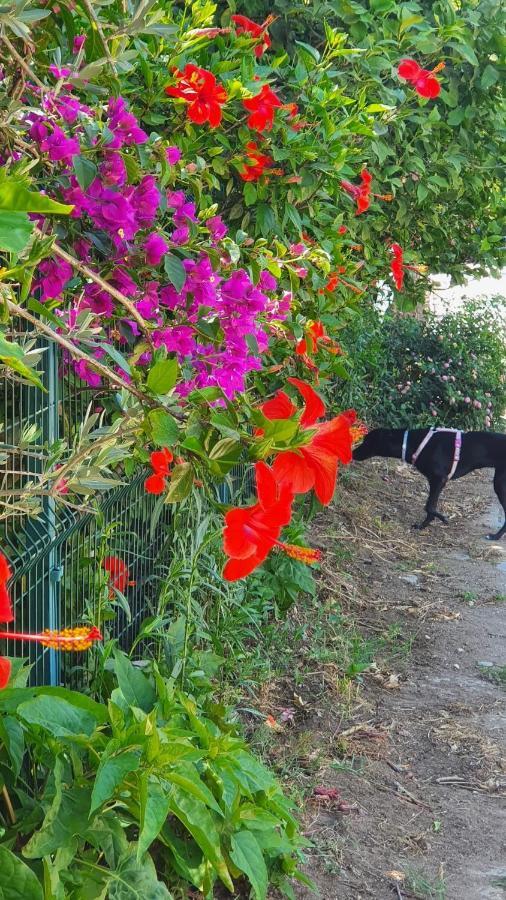 Flora Pansiyon Cirali Apartment Kemer Luaran gambar